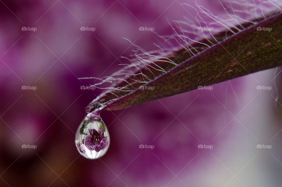 Reflection in Rain Drop, Macro Photography