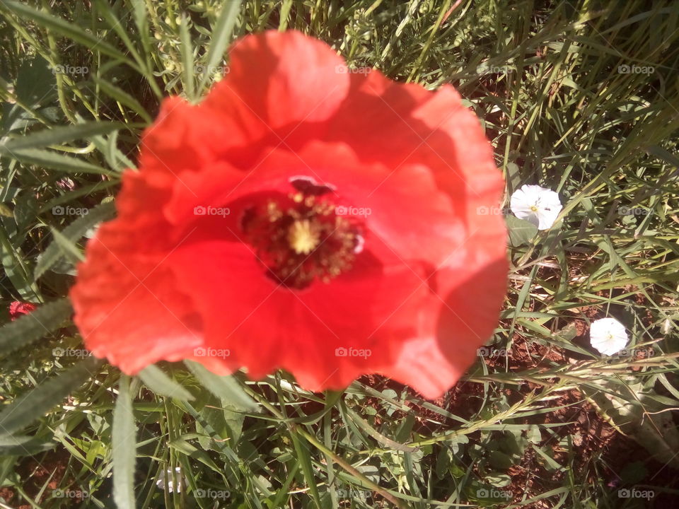 anemone coronaria