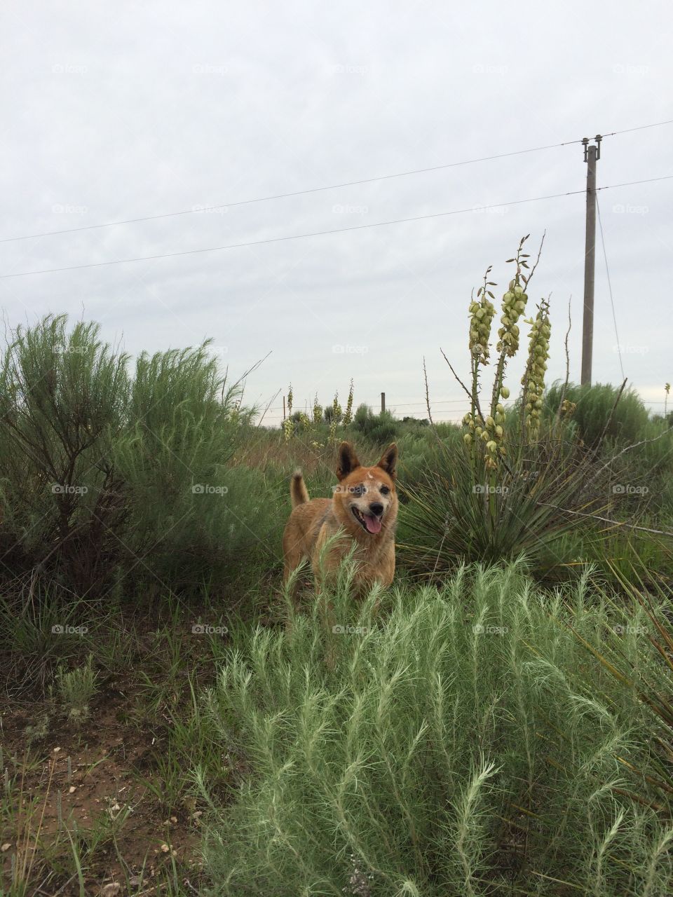 Red heeler in sage brush . Red heeler in sage brush and yucca 