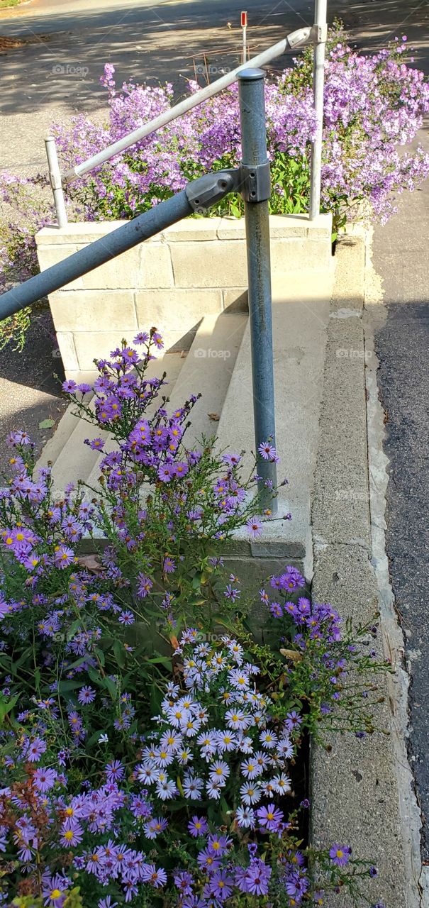 Purple perennial Asters in full bloom on both sides of set of cement concrete stairs. Galvanized pipes are  used for handrails. Stairs are next to driveway. Sun shining with shadows.