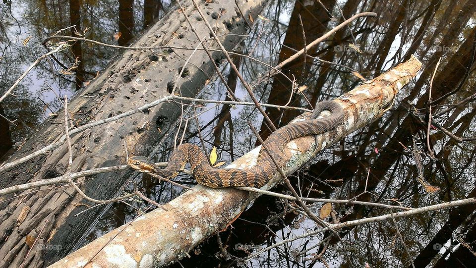 cottonmouth!