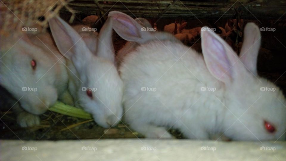 a beautiful rabbits