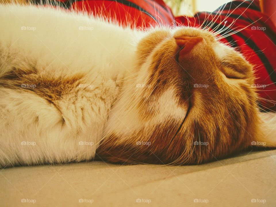 cat sleeping in a bed