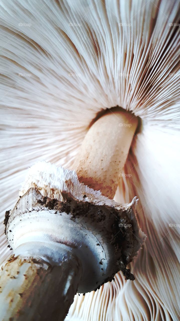 Macro photo of Macrolepiota mushroom