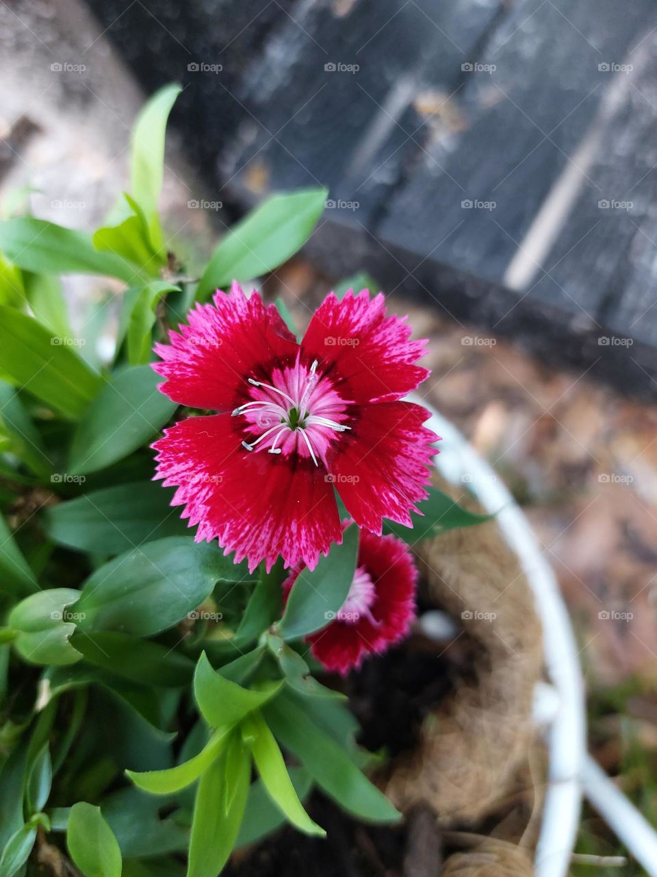 pink red firework looking flower