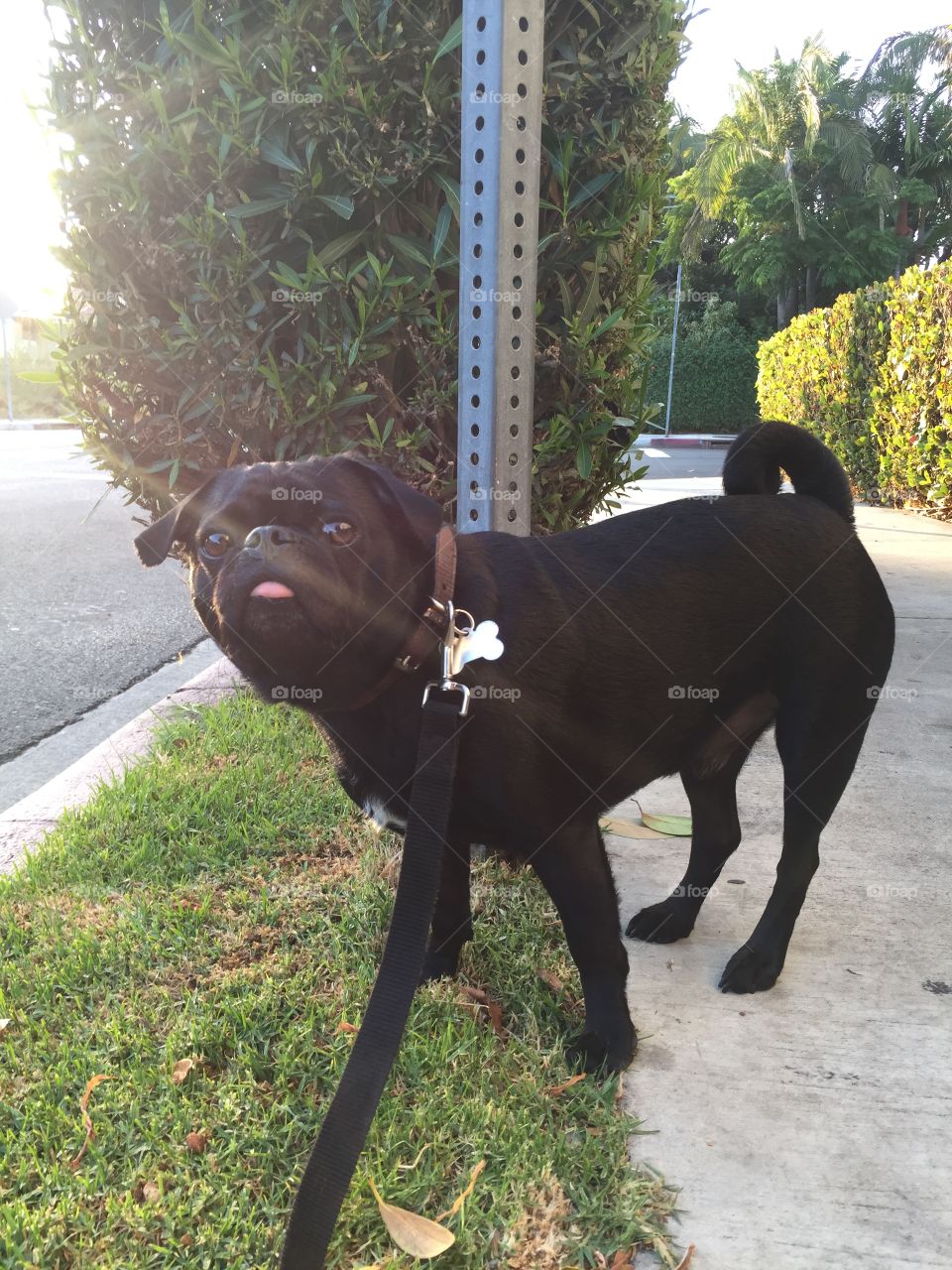 Black Pug Outside with Rays of Sun on Leash