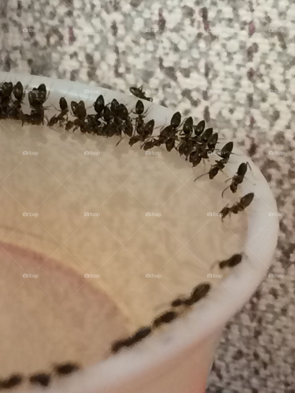 Ants eating from a cup