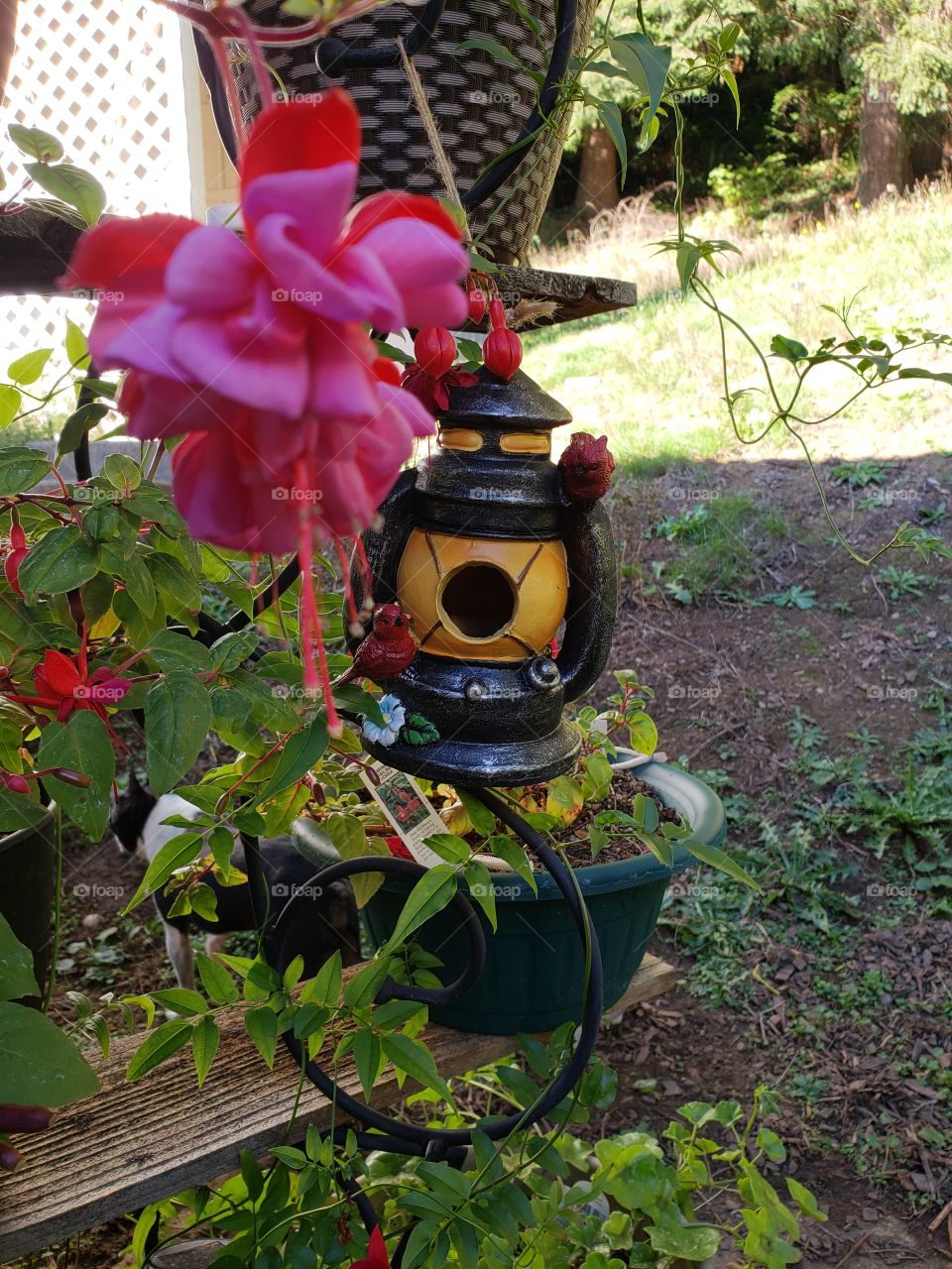 Fuschia and birdhouse