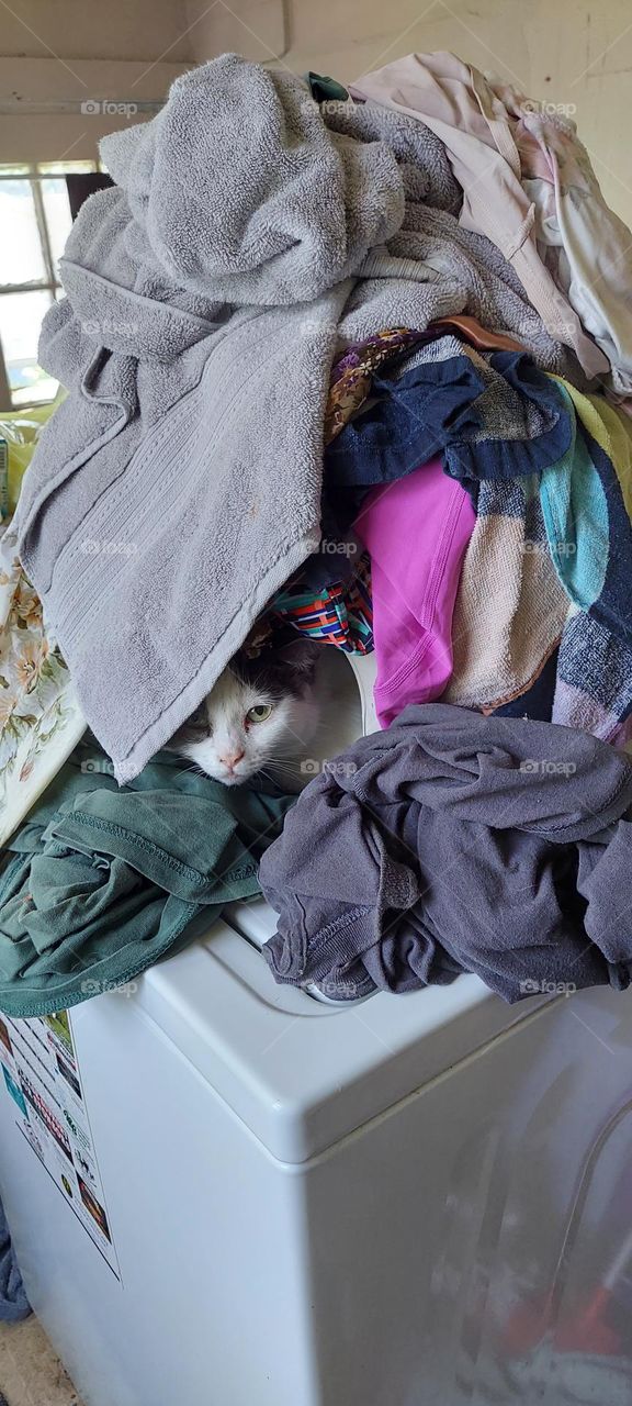 kitty cat hiding in the laundry