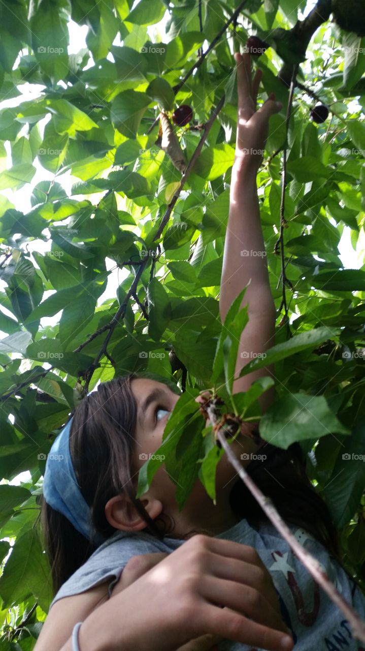 Girl trying to pick red cherry from tree