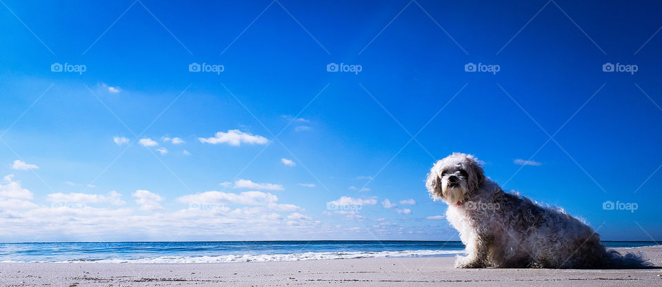 confused doggie on a no dogs allowed beach perplexed...
