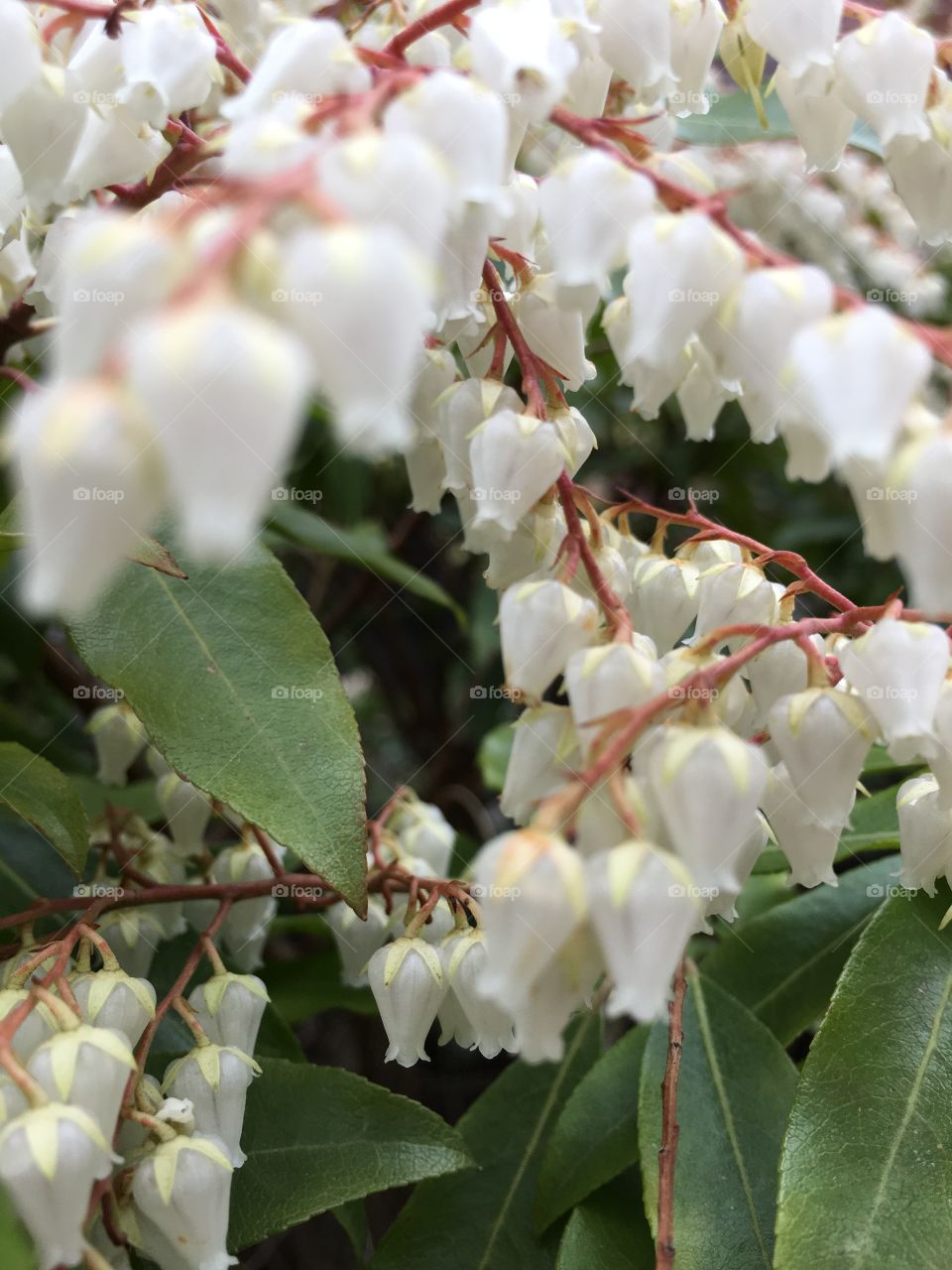 Depth of field blossoms