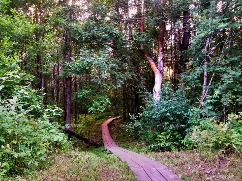 an evening light, woodland path