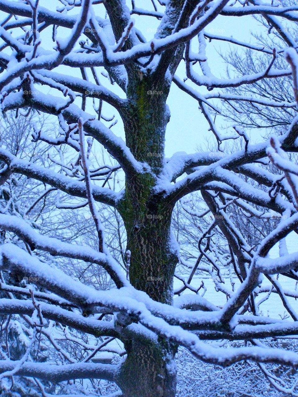 Winter Snow Tree
