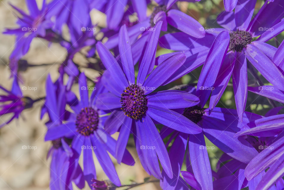 blue pericallis flower rare