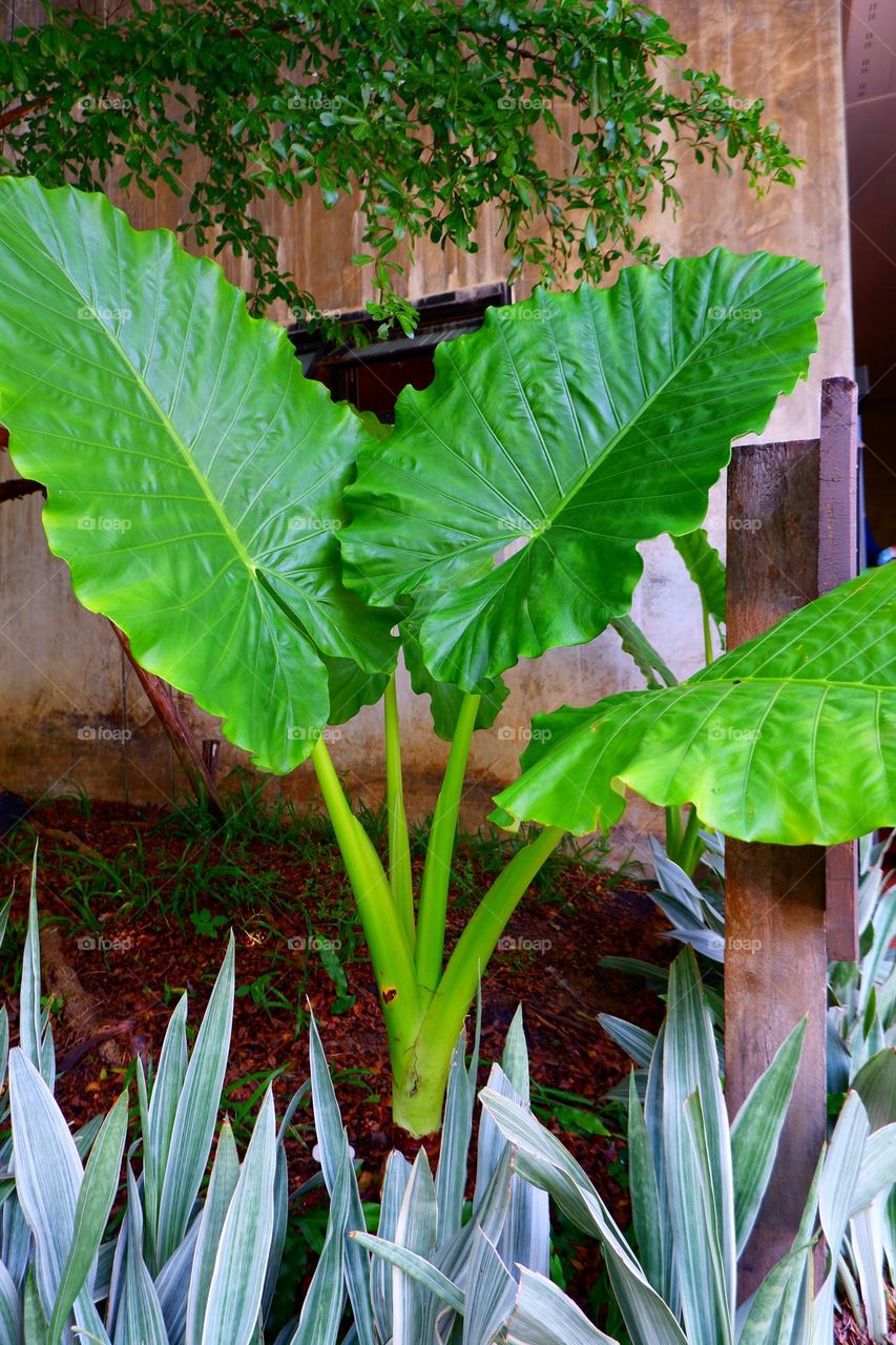 large fresh green leaves In front is a small, long tree.