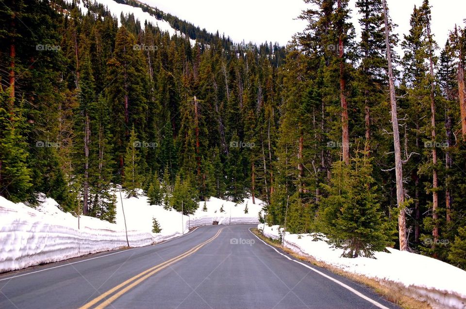 tree snow group1 road by refocusphoto