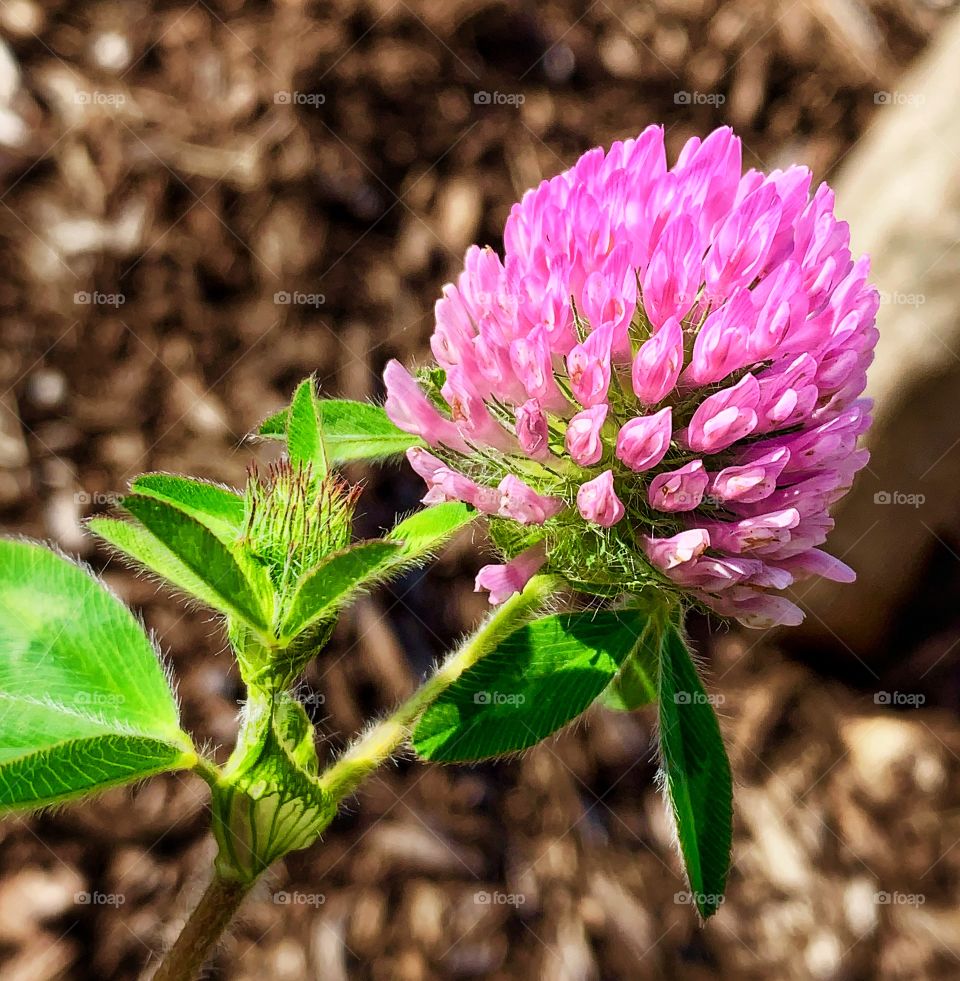 Pink thistle—taken in Valparaiso, Indiana 