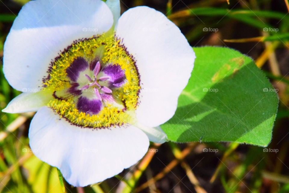 White, purple and yellow flower