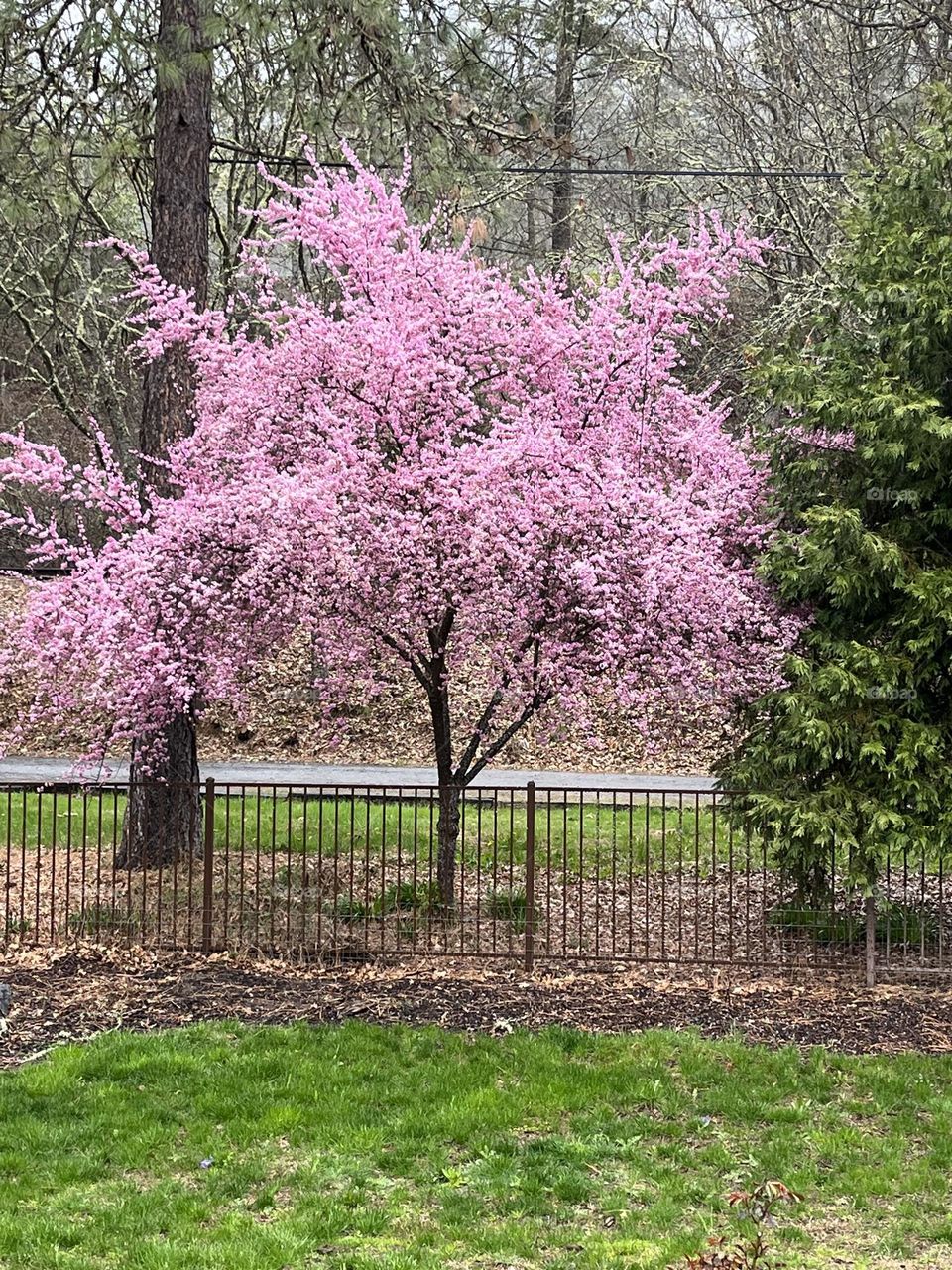 Cherry Blossom Tree