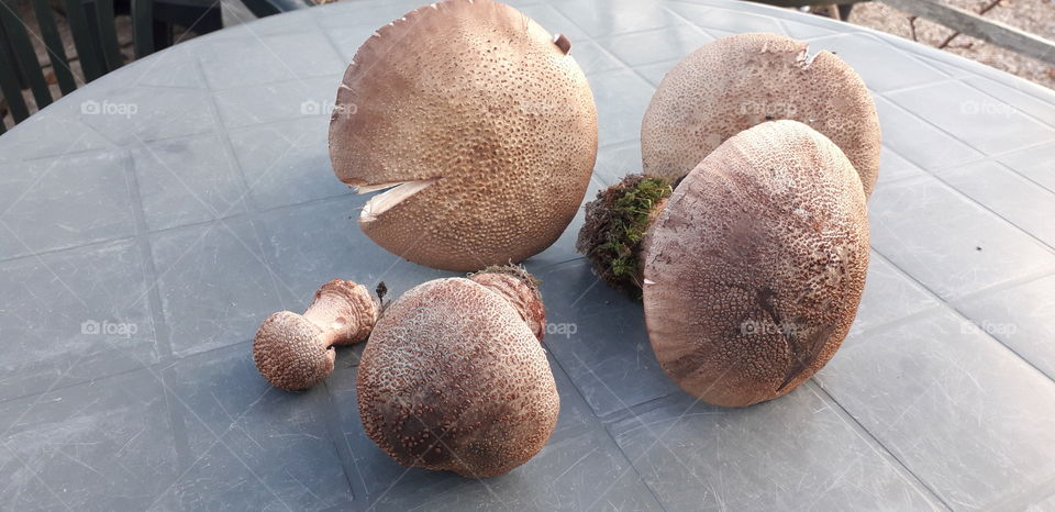 Blusher Mushrooms