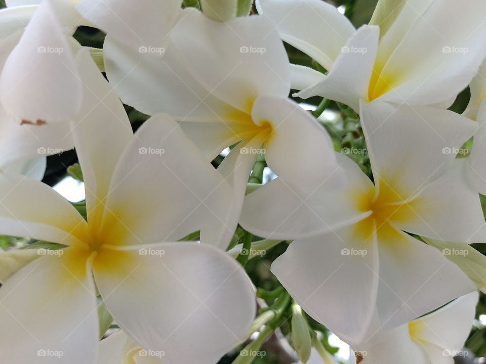 Beautiful Plumeria Flowers