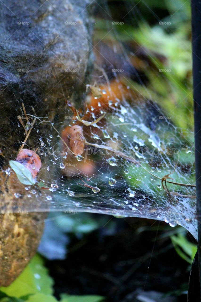 Spider web