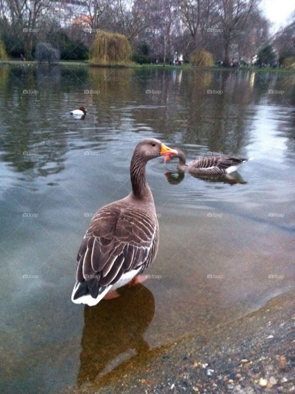 nature london england water by Zita
