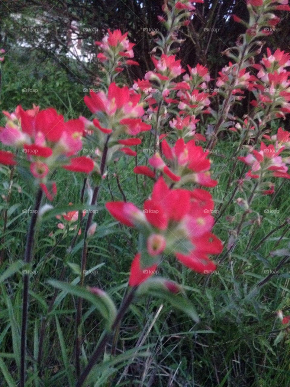 Indian paint brush