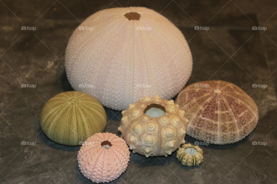 Variety of Sea Urchins