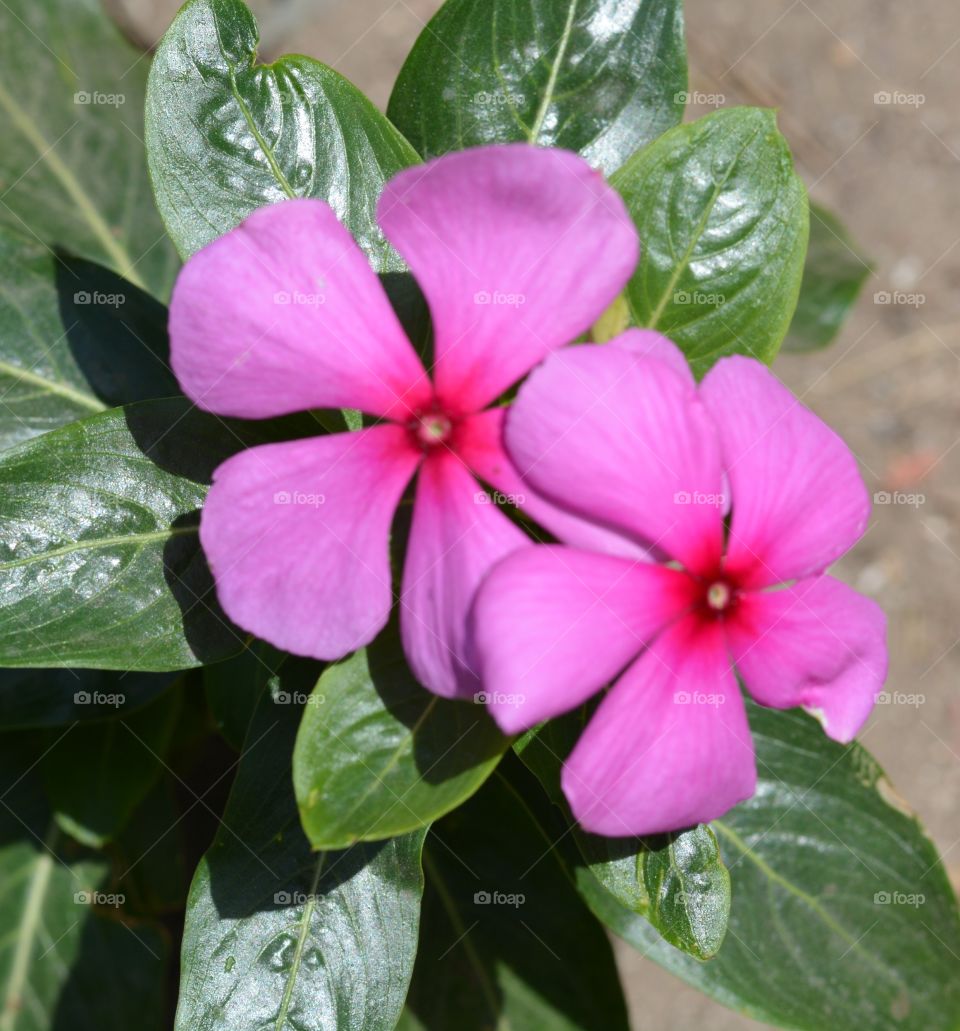 Pink color flowers