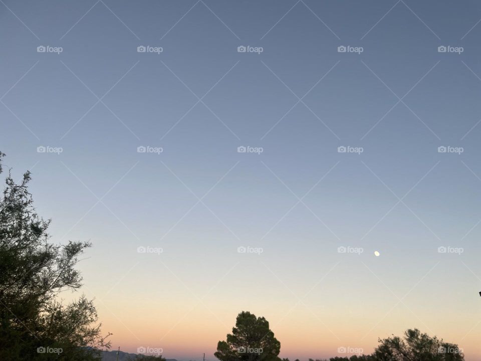 A orange sunset in between several trees with the moon.