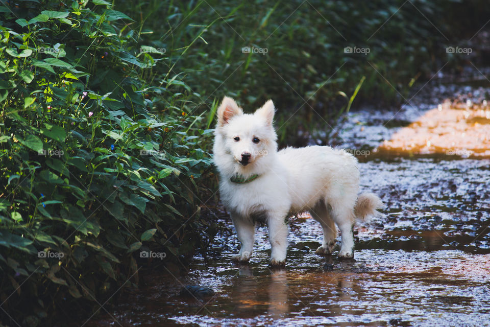 cute puppy  on the street