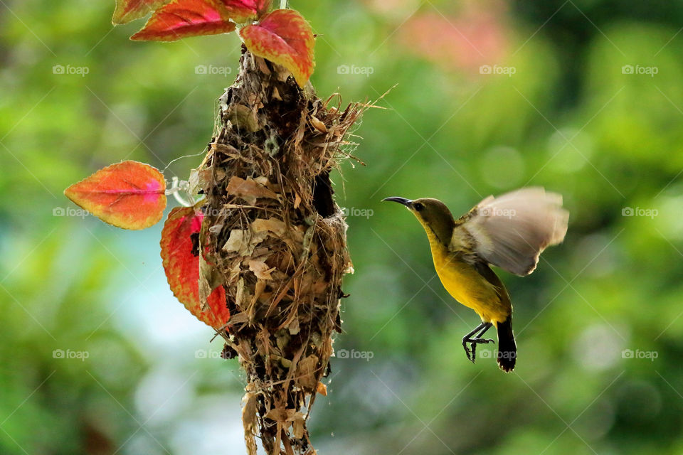 yelow bird fly back to the nest.