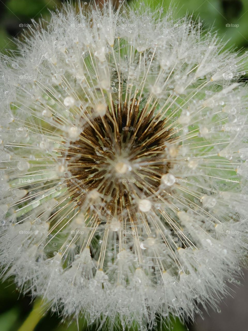 Dandelion