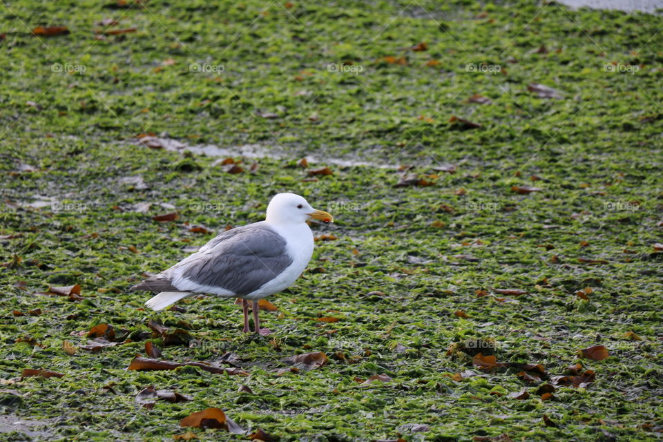 Seagull 