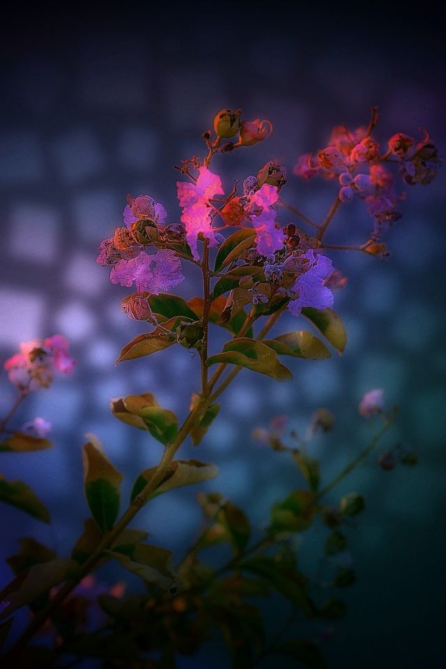 Spring flower