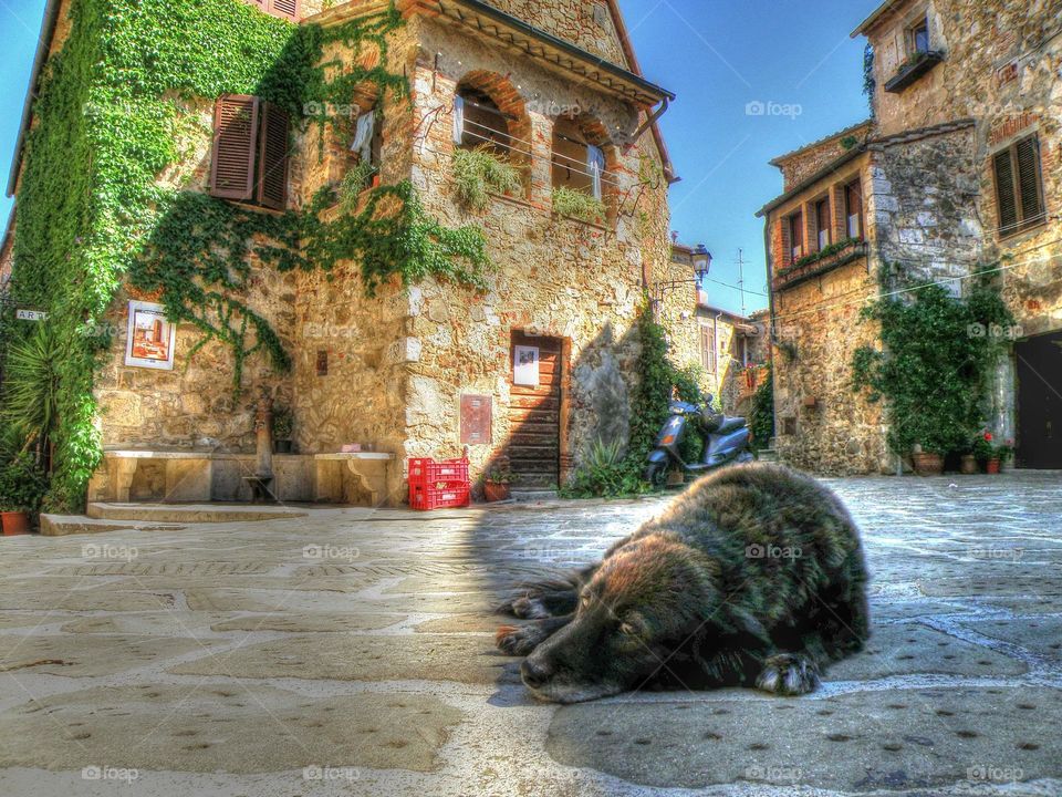 Cane in meditazione