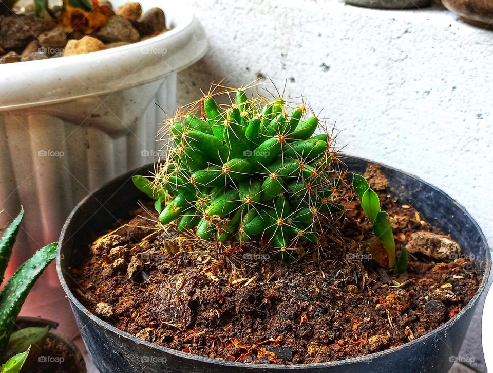 Mammillaria cactus Mammillaria is a type of cactus that flowers most often and has a strong visual appeal.
