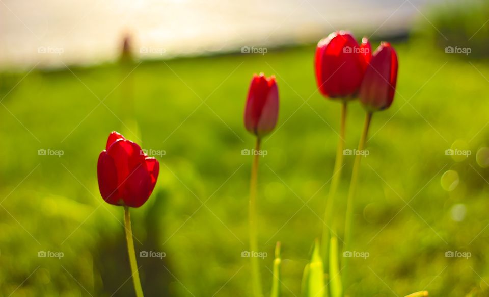 Close-up of red tulips