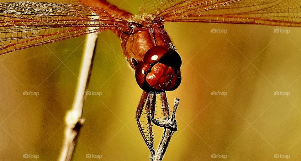 Dragonfly macro