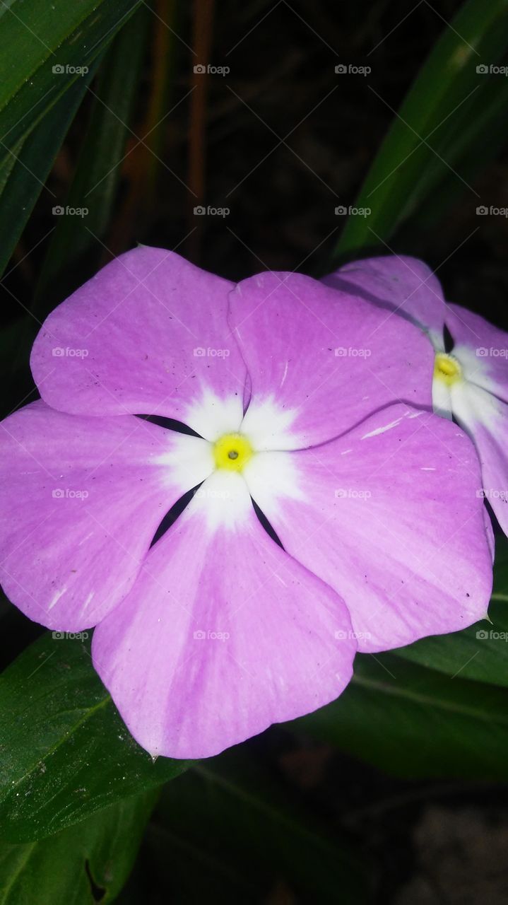 Flower, Nature, No Person, Flora, Leaf