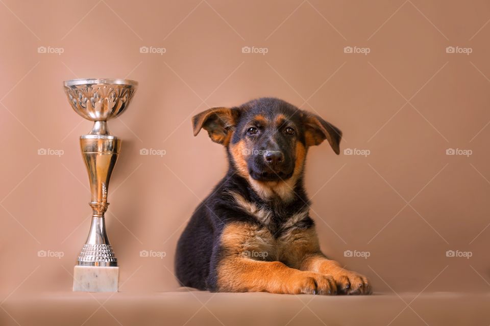 German shepherd puppy on light brown background 