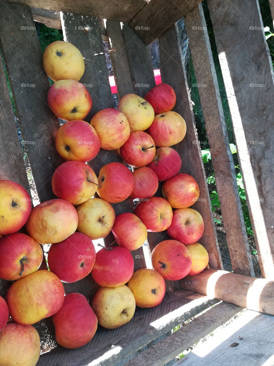 Container of red apple in sunlight