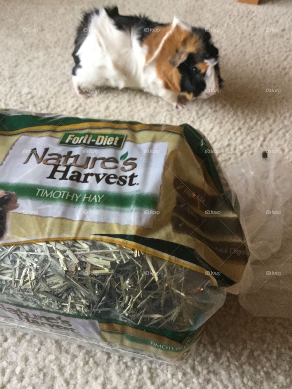 Checking out the hay bag 