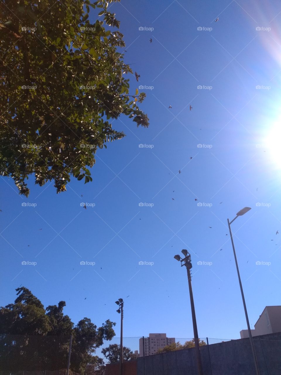 bem vindo foap natureza