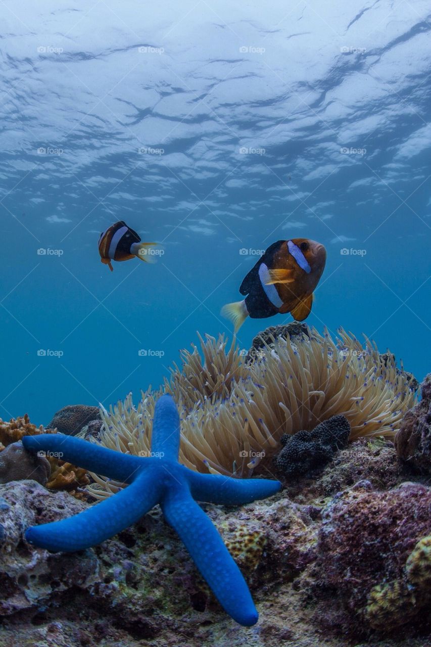 Clownfish and the blue starfish
