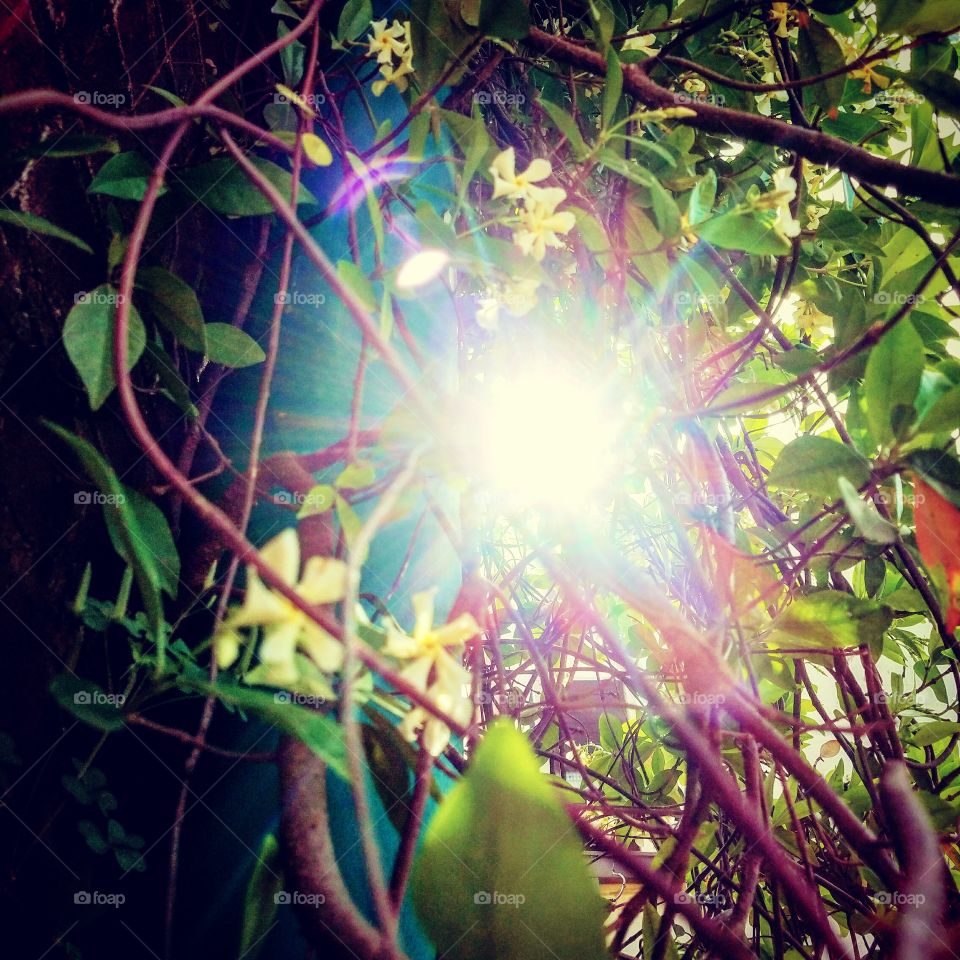 Vines with Sunlight and Lensflares