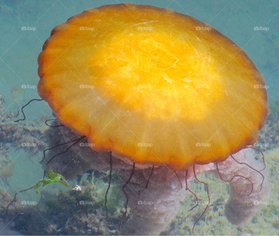 Gigantic Jellyfish - Monterey Bay