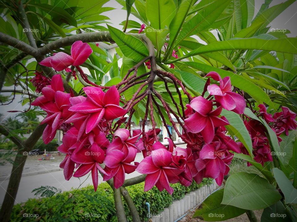 Flower. beautiful flower in Garden